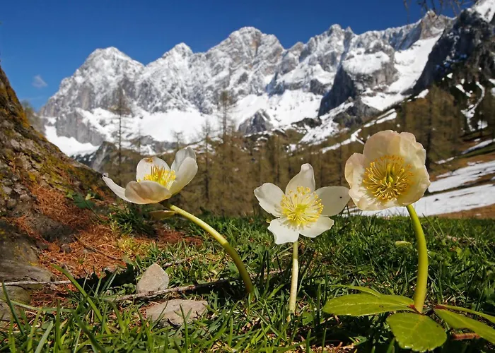 Appartementhaus Finis